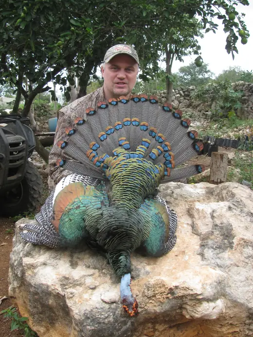 Ocellated Turkey Hunts — photograph from the Gunners Taxidermy gallery