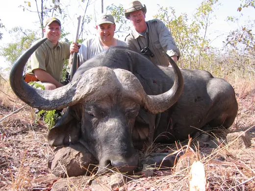 Africa Dangerous Game Hunts — photograph from the Gunners Taxidermy gallery