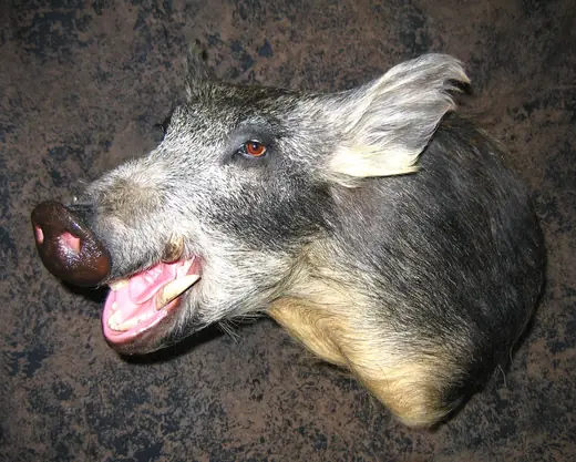 Gamehead Taxidermy — photograph from the Gunners Taxidermy gallery