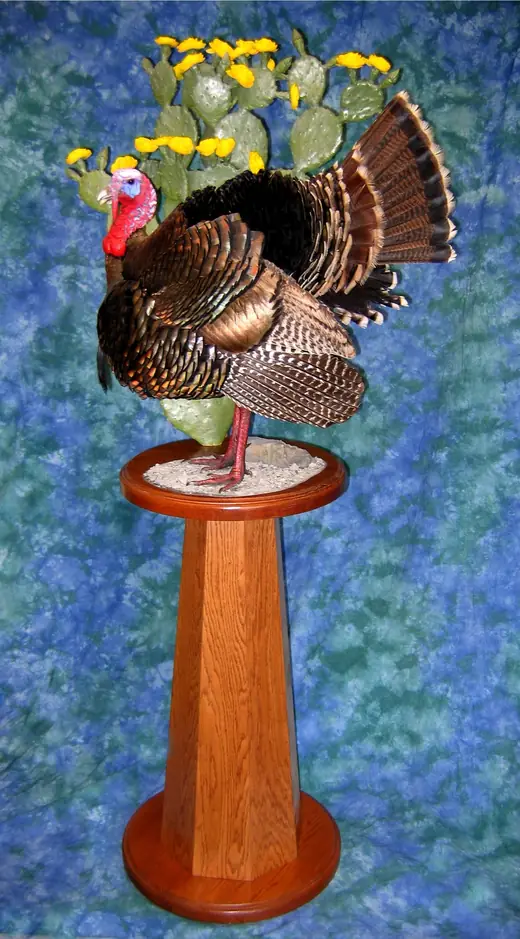 Turkey Taxidermy — photograph from the Gunners Taxidermy gallery