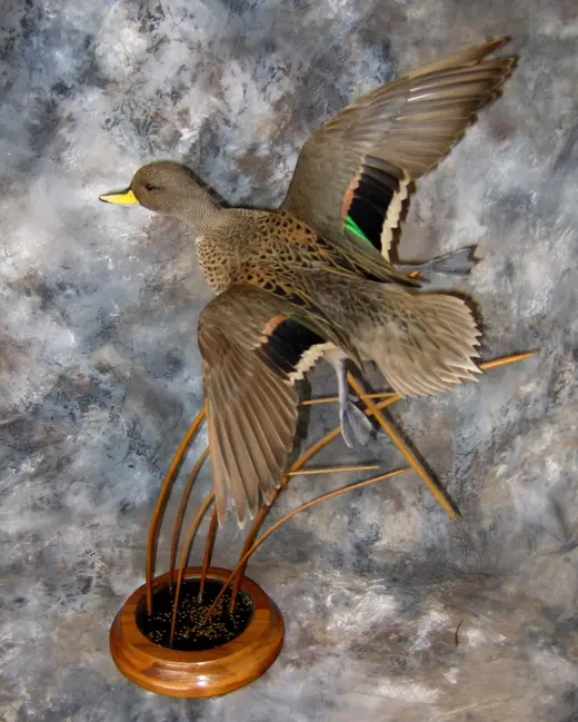 Waterfowl Taxidermy — photograph from the Gunners Taxidermy gallery