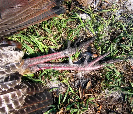 Osceola Turkey Hunts — photograph from the Gunners Taxidermy gallery