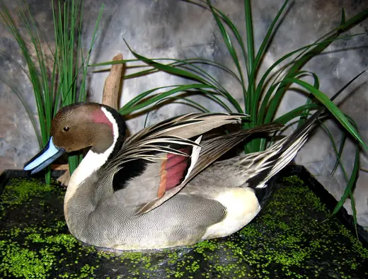 Waterfowl Taxidermy — photograph from the Gunners Taxidermy gallery
