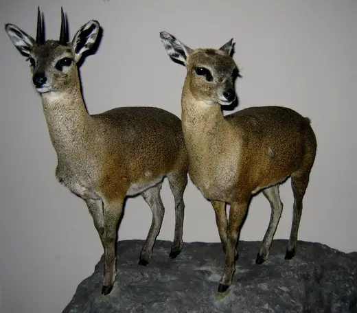 Africa Game Taxidermy — photograph from the Gunners Taxidermy gallery